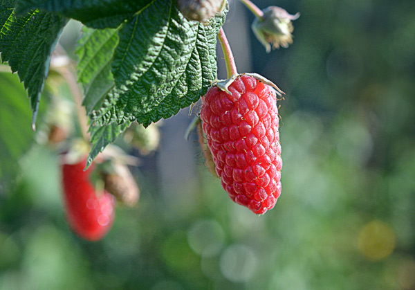 mamangha ng raspberry bryansk