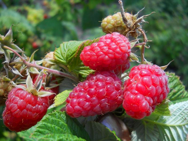 raspberry pride of russia