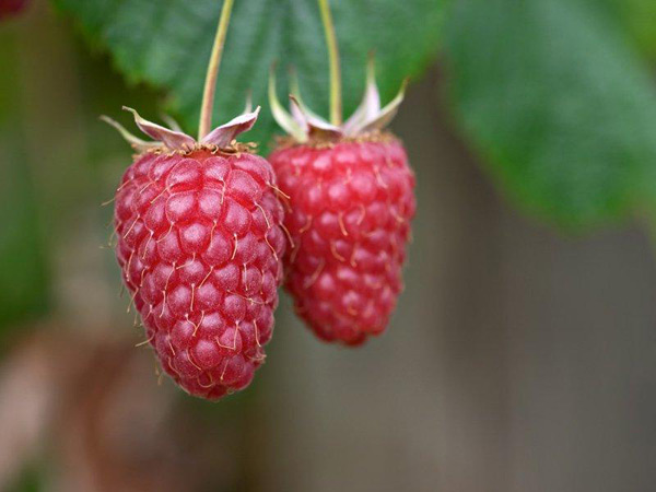 raspberry pride of russia