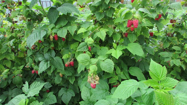 raspberry pride of russia