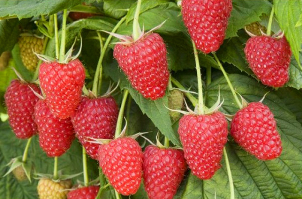 raspberry pride of russia