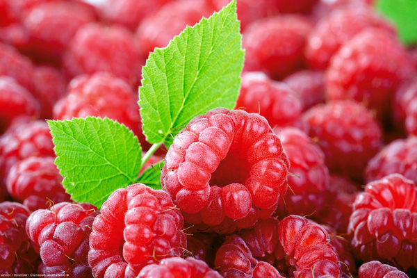 nützliche Eigenschaften von Himbeeren