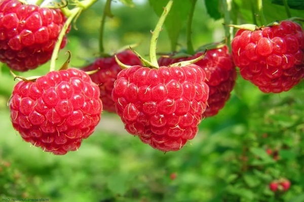 nützliche Eigenschaften von Himbeeren