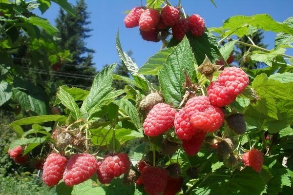 raspberry beauty of russia