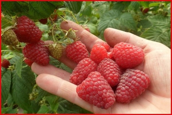 raspberry beauty of russia