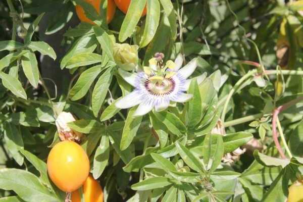 passion fruit photo