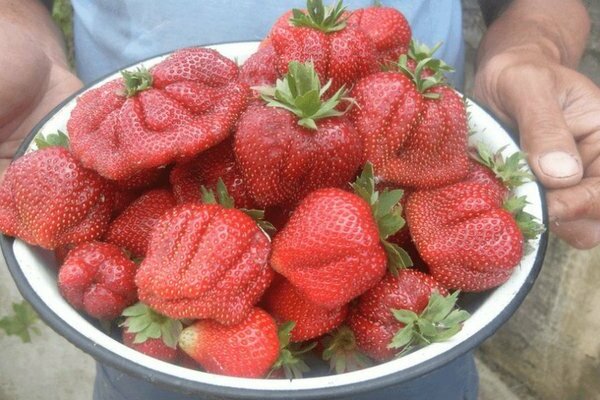 marmelade de fraises