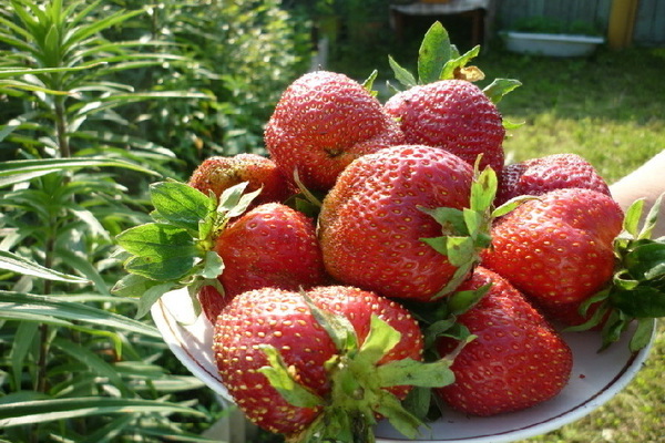 Paglalarawan ng mariskal na strawberry