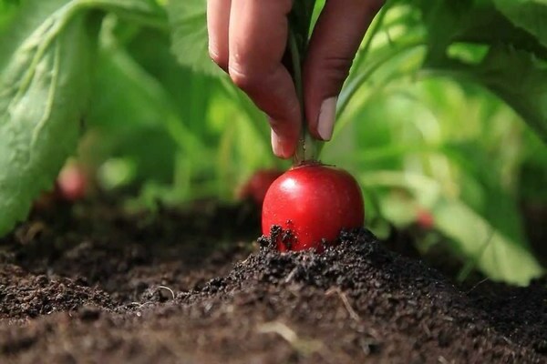 thinning radish3