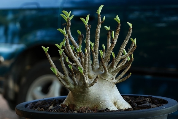 Adenium Pflege und Kultivierung