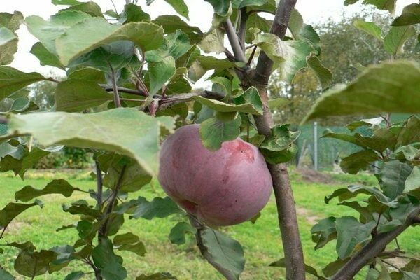 Lungenkraut Apfelbaum Foto, Beschreibung der Pflanzung