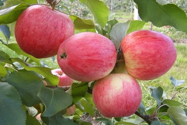 Apfelbaum Medunitsa: Beschreibung, Foto der Fruchtbildung