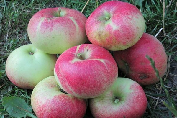 Lungwort apple tree: paglalarawan ng kasaysayan ng pagkakaiba-iba