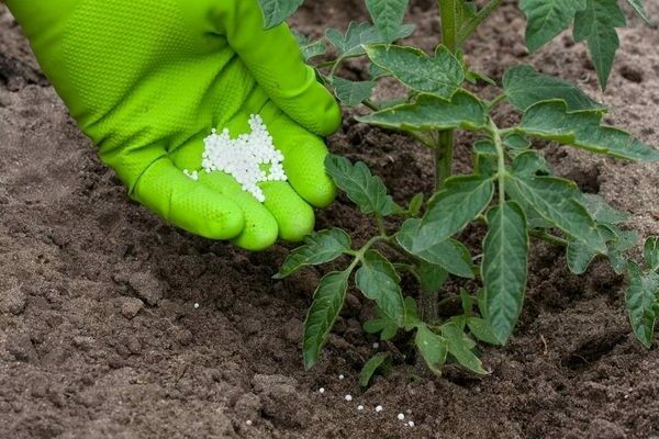 feeding tomatoes in the greenhouse