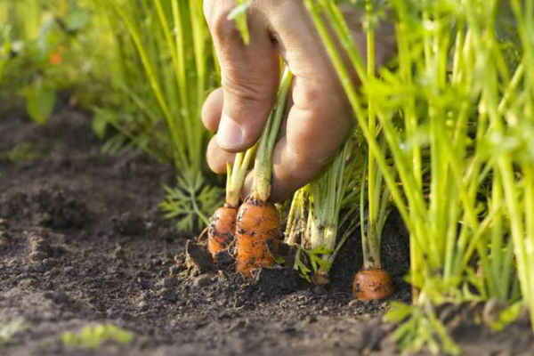 planting carrots