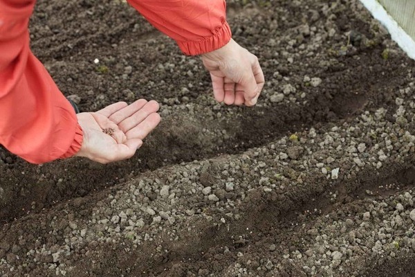 planting carrots