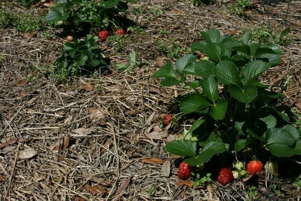 mulching strawberries with needles