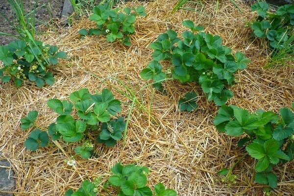 strawberry mulch