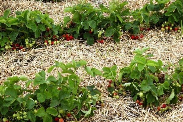 strawberry mulch