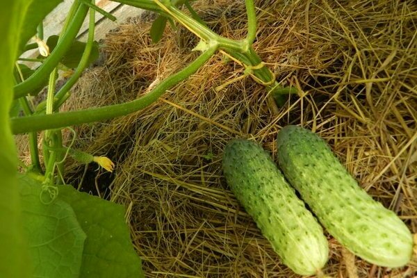 varieties of cucumbers