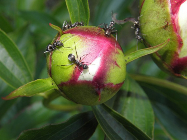 ants on peonies