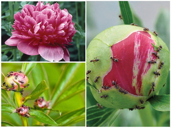 ants on peonies