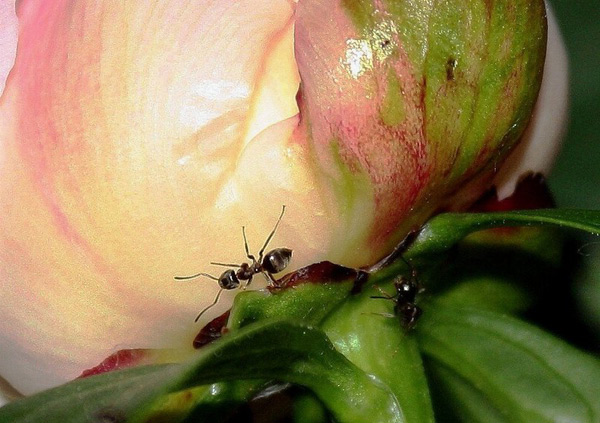 ants on peonies