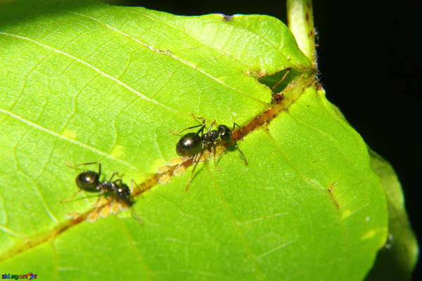 pepper pests