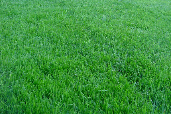 lawn bluegrass