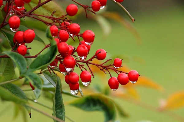 elderberry red