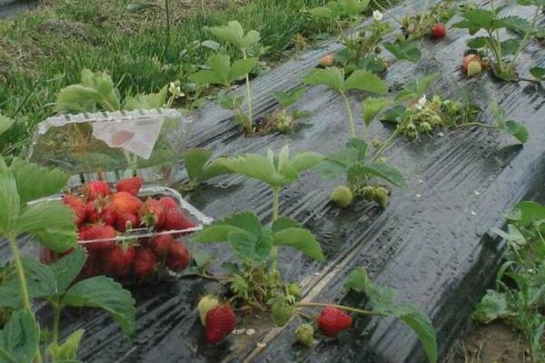 amonya para sa mga strawberry