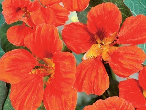 nasturtium flower photo