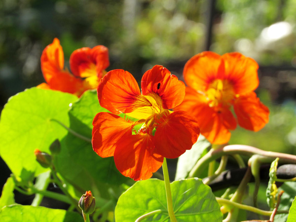 fotografija cvijeta nasturtium