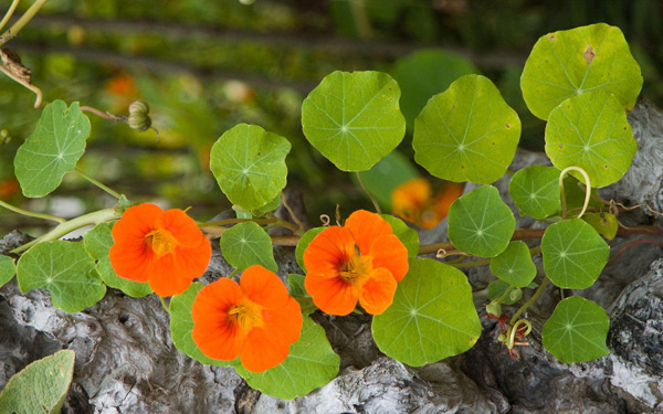  photo of flowers