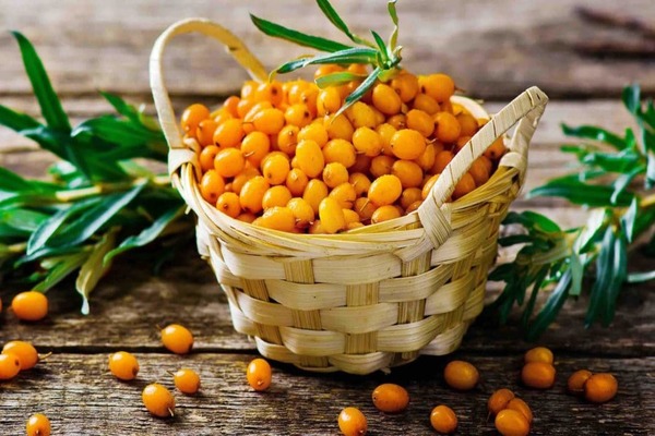 sea ​​buckthorn varieties