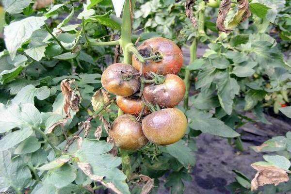 Treatment for late blight: disease prevention