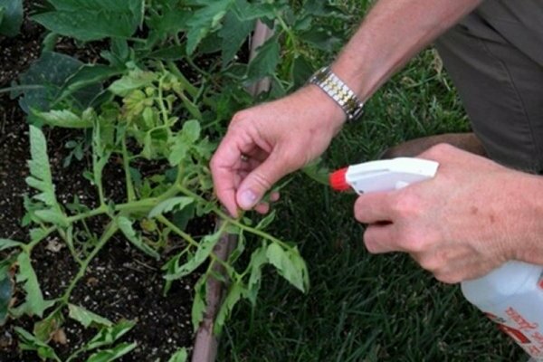 Treatment of late blight by chemical means