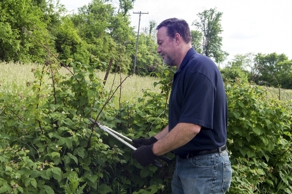 raspberry pruning