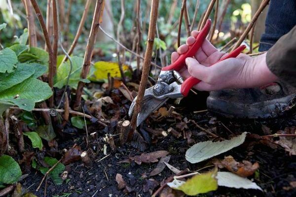 raspberry pruning