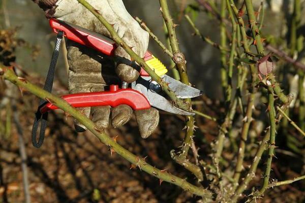 Pruning roses abundant