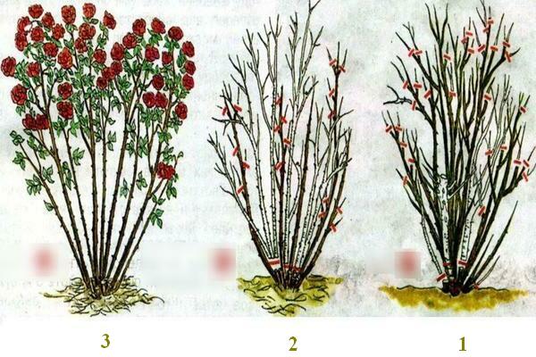 Pruning rosas sa tagsibol