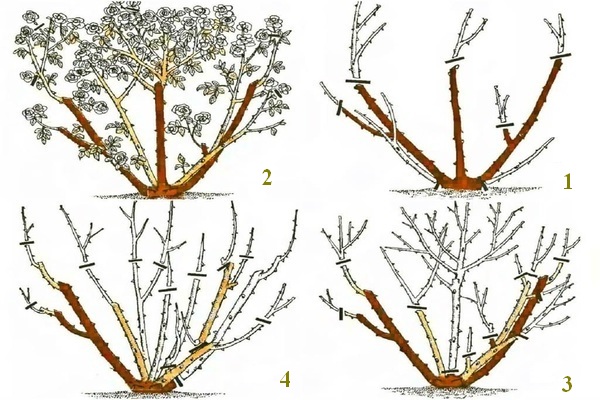 Rosen schneiden für den Winter