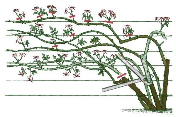 Pruning akyat rosas