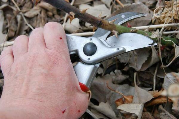 Pruning roses abundant