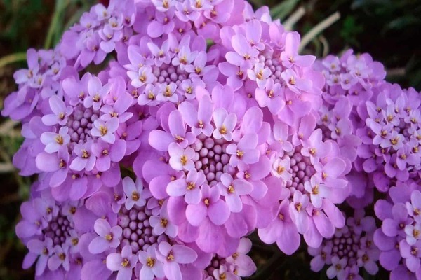 meilleures plantes mellifères annuelles