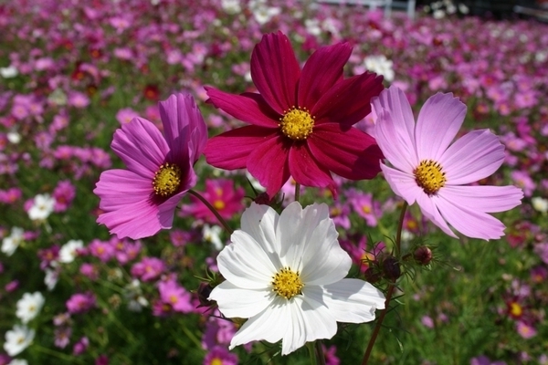 bij welke eenjarigen ziet cosmea er goed uit?