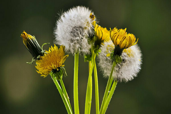 dandelion