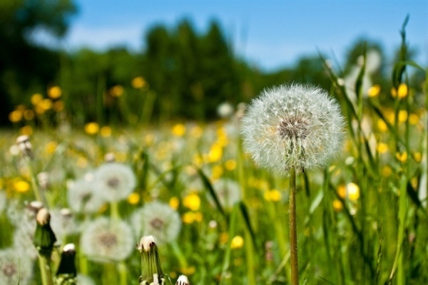 mga bulaklak ng dandelion