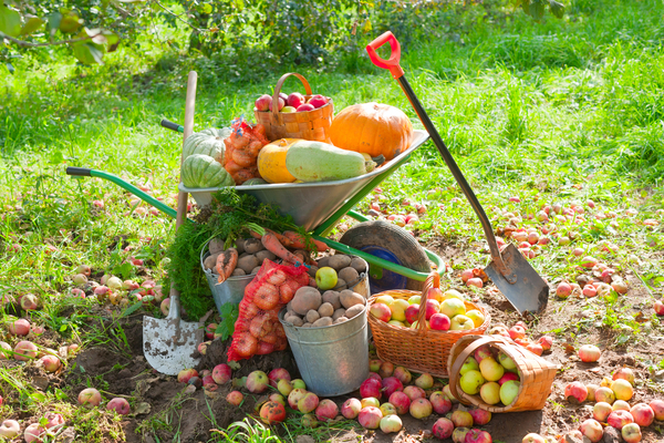 im Garten arbeiten