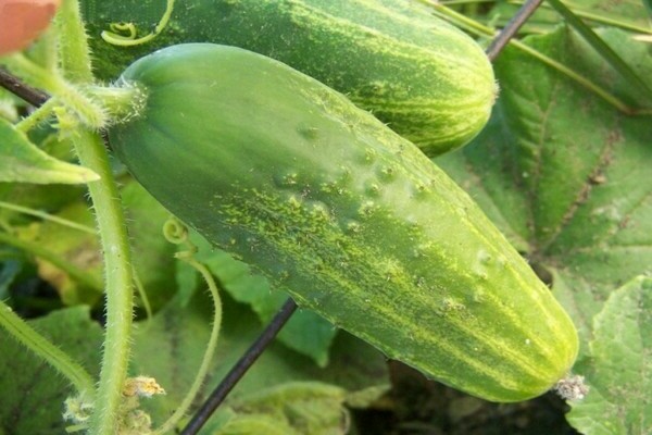 Phoenix cucumbers variety description